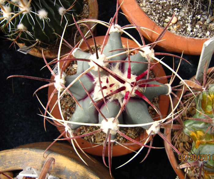 Ferocactus emoryi ssp. emoryi